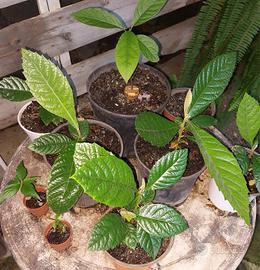 piante da frutto