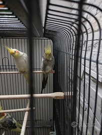 Calopsite pappagalli