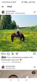 cavallo paint no color