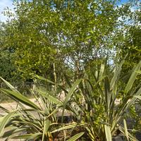 Pianta di melograno
