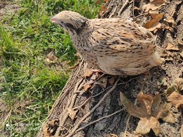 Quaglie jumbo giganti