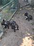 cuccioli-maschietti-di-bouledogue