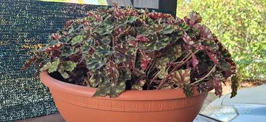 Begonia Tiger (Zampa di Tigre) in ciotola tonda -