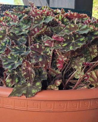 Begonia Tiger (Zampa di Tigre) in ciotola tonda -