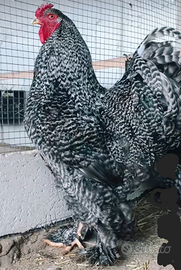 Gallo brahma sparviero