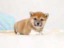 femminuccia-di-shiba-inu-color-rosso
