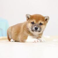 Femminuccia di Shiba Inu color Rosso