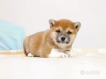Femminuccia di Shiba Inu color Rosso