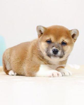 Femminuccia di Shiba Inu color Rosso