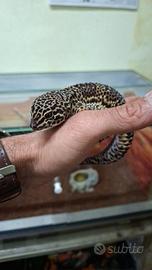 Geco leopardino