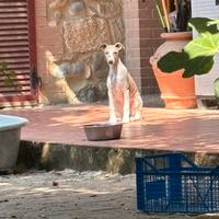 Cucciolo maschio Whippet