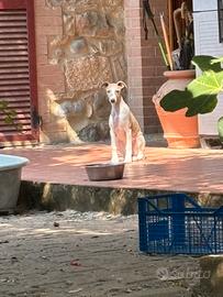 Cucciolo maschio Whippet