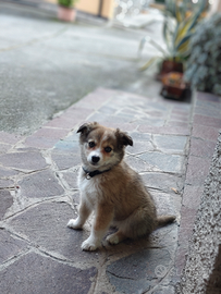 Cucciola Border Collie