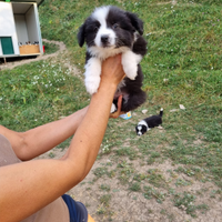 Cuccioli border collie super