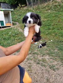 Cuccioli border collie super