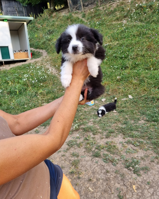 Cuccioli border collie super