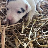 Cuccioli di jack russel a zampa corta