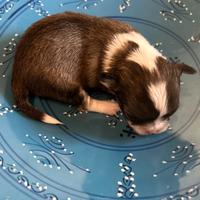 Cucciolo chihuahua femminuccia pelo lungo