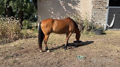 Cavallo