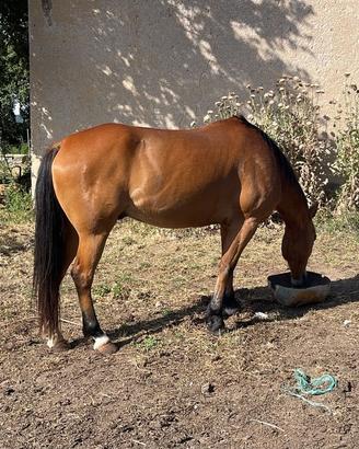 Cavallo