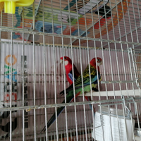 Rosella giovane coppia