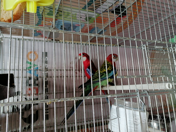 Rosella giovane coppia