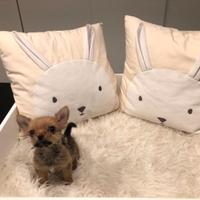 Chorkie teacup da Chihuahua Yorkshire piccolissimi