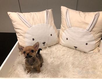 Chorkie teacup da Chihuahua Yorkshire piccolissimi