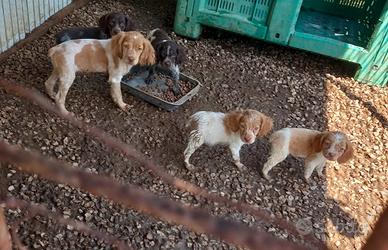 Cuccioli di breton