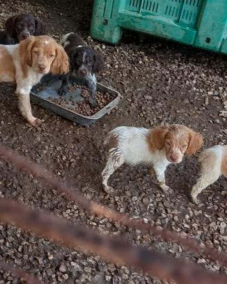 Cuccioli di breton