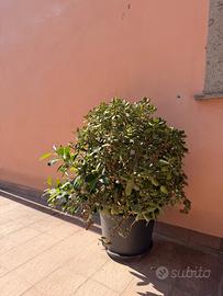 Pianta di giada