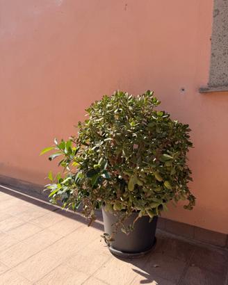 Pianta di giada