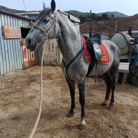 Cavalla spagnola di 5 anni