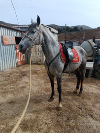 Cavalla spagnola di 5 anni