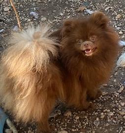 Pomerania femmina adulta