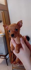 cucciole pincher toy