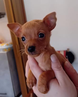 cucciole pincher toy