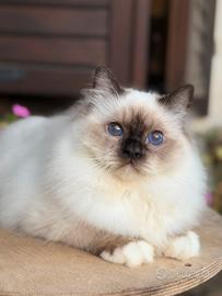 Sacro di Birmania Top Show