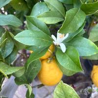 Piante di limone