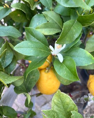 Piante di limone