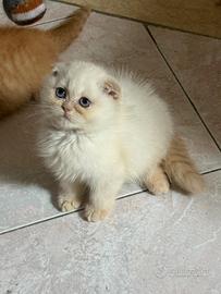 Scottish Fold