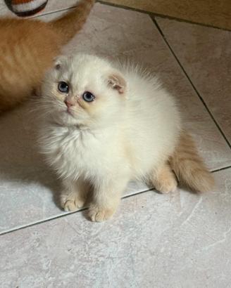 Scottish Fold
