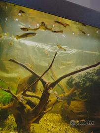 Aquarium con pesce belli