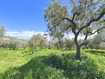 TER. AGRICOLO A LANCIANO
