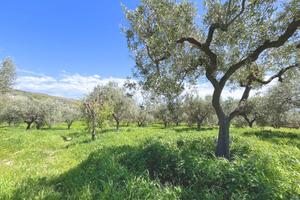 TER. AGRICOLO A LANCIANO