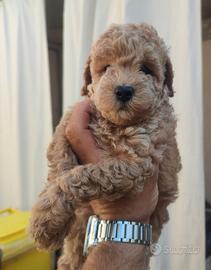 cucciolo barboncino toy