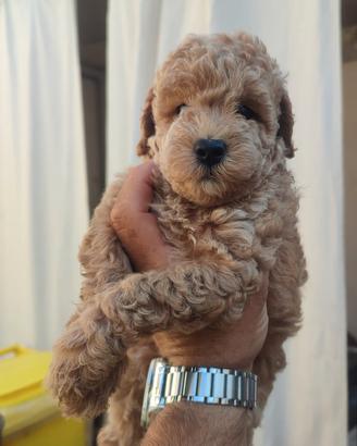 cucciolo barboncino toy