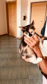 Regalasi gattina