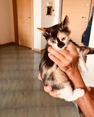 Regalasi gattina