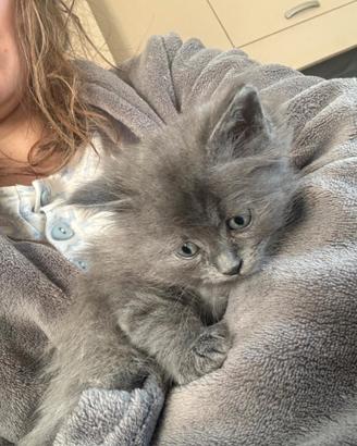 Cuccioli di gatto